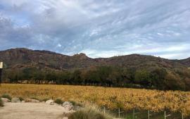 Wine Journeys