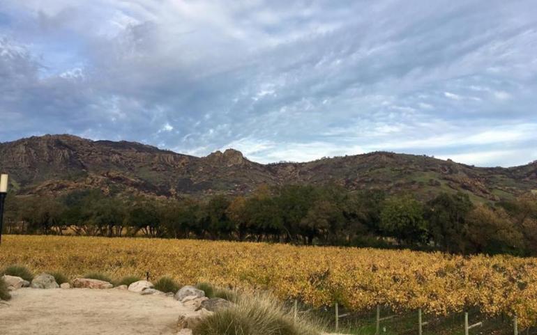 Wine Journeys